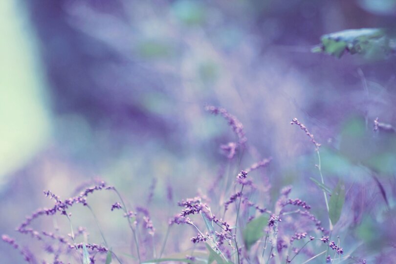 Blue lavender