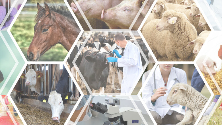 One Health Approach to Zoonoses Research and Innovation | IVVN